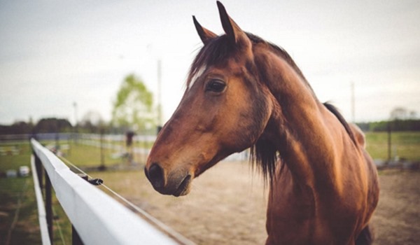 The Lifestyle Handy Horseracing Guide