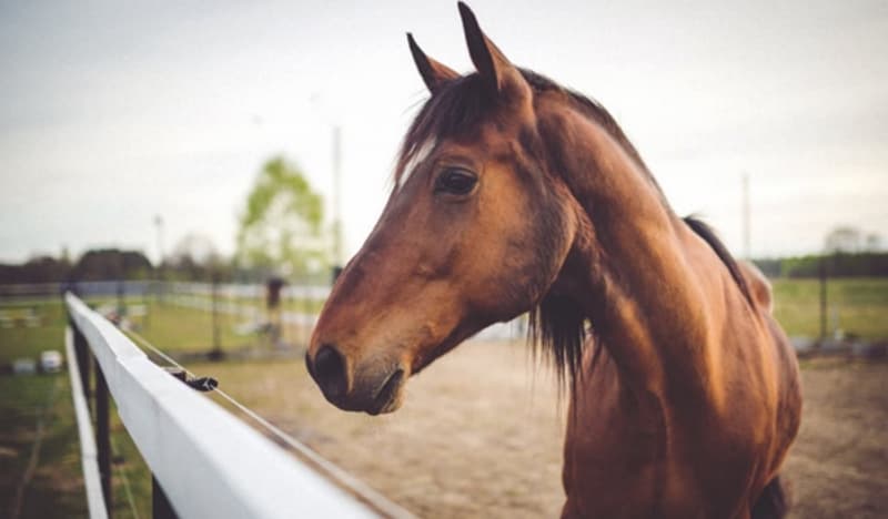 horse